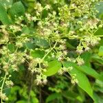 Tetracera scandens Flower