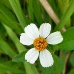 Bidens alba Flower