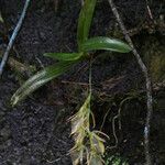 Rhipidoglossum pendulum Habit