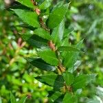 Gaultheria phillyreifolia Φύλλο