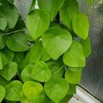 Stephania japonica Leaf