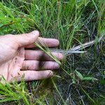 Fimbristylis autumnalis Habit