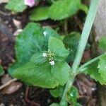 Valeriana montana পাতা