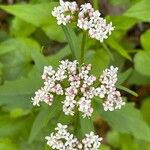 Valeriana tripteris Flor