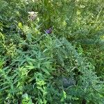 Vernonia noveboracensis Habit