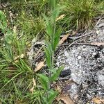 Epilobium parviflorum Лист