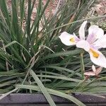 Dietes iridioides অন্যান্য