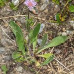 Erigeron alpinus Habitatea