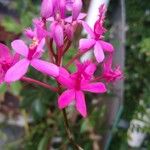 Epidendrum ibaguenseЦветок