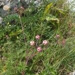 Oenanthe globulosa Fleur