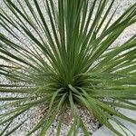 Yucca rostrata Pokrój