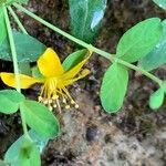 Hypericum humifusum Flower