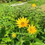 Helianthus divaricatus Çiçek