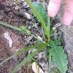 Hypoxis hirsuta Foglia