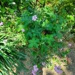 Geranium versicolor Celota