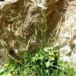 Piptatherum paradoxum Habit