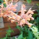 Agastache rupestris Flower