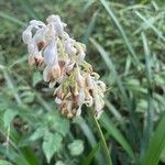 Ophiopogon jaburan Floare