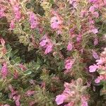 Teucrium chamaedrys Květ