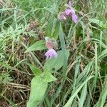 Silene × hampeana Habitus