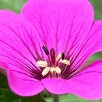 Geranium psilostemon Blomma