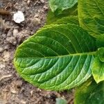 Hydrangea macrophyllaFeuille