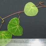 Tropaeolum emarginatum Otro
