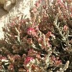 Anabasis articulata Květ