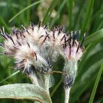 Saussurea alpina Flor