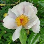 Paeonia masculaBlodyn