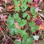 Aquilegia canadensis पत्ता