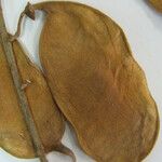 Lonchocarpus hedyosmus Muu