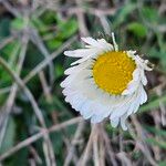 Bellis sylvestris Flor