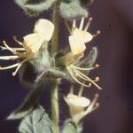 Teucrium resupinatum Квітка