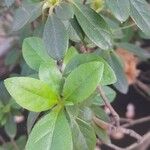 Rhododendron indicum Leaf