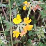Lotus parviflorus 花