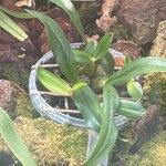 Bulbophyllum falcatum Blad