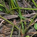 Littorella uniflora Cvet