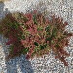 Rumex acetosella Облик