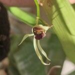 Prosthechea cochleata 花