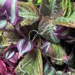 Episcia cupreata ᱮᱴᱟᱜ