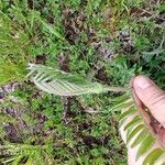 Oxytropis pilosa Blatt