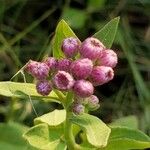 Pluchea odorata Flower