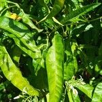 Solanum bahamense Hoja