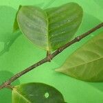 Lacmellea aculeata List