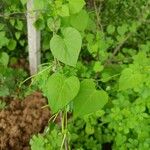 Ipomoea obscura Hoja