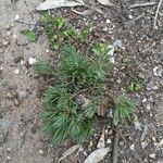 Chenopodium desertorum