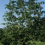 Magnolia obovata Habitat