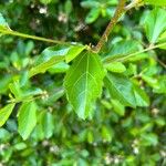 Grewia occidentalis Leaf