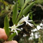 Angraecum doratophyllum Kukka